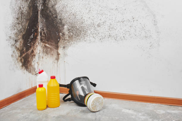 Best Basement Mold Removal  in Bradford, PA